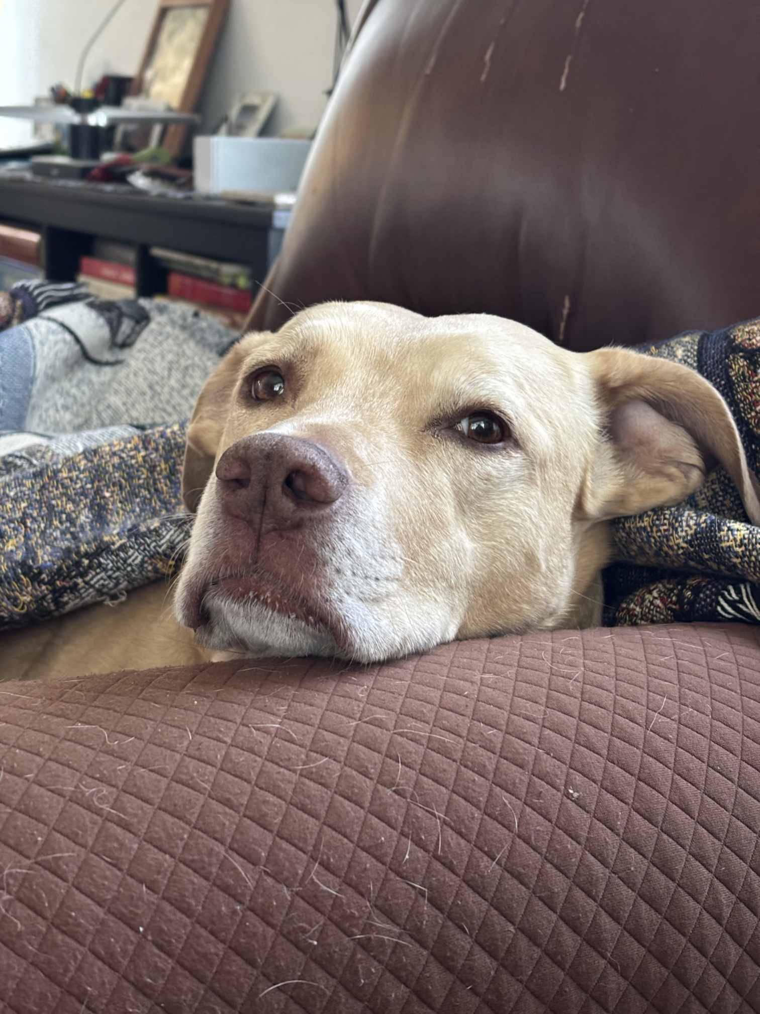 a blond dog resting her chin on the arm of a brown chair, gazing at the viewer.