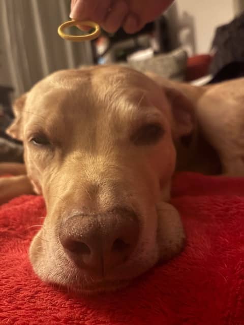 Yellow dog with a tiny angel halo