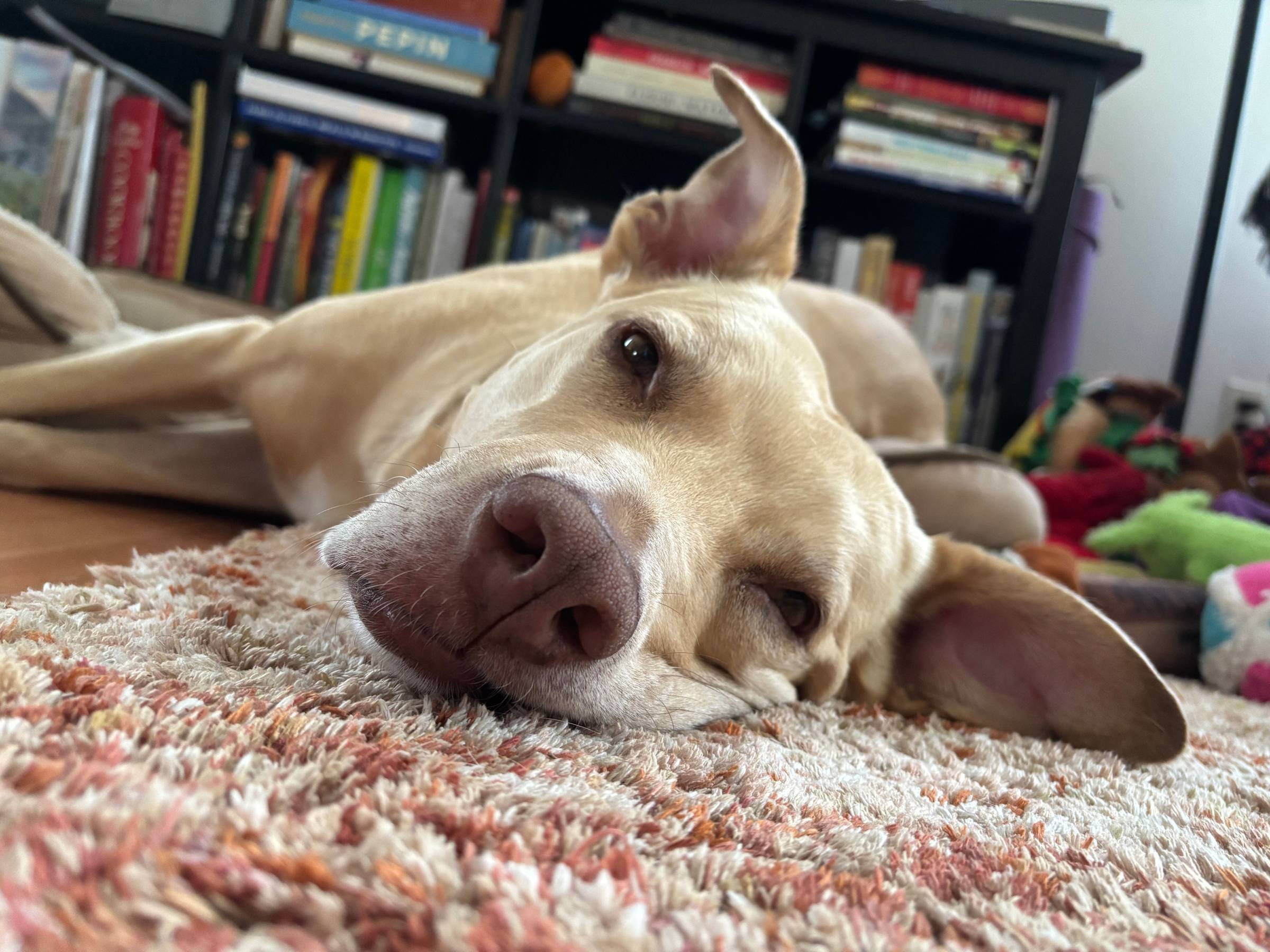 a blond dog laying on her side with her ears akimbo