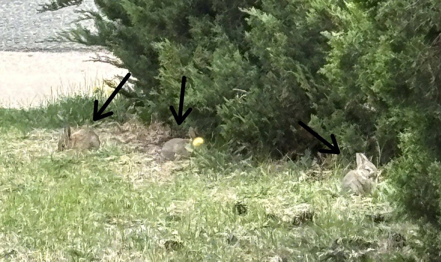 Baby bunnies eating by a green evergreen bush