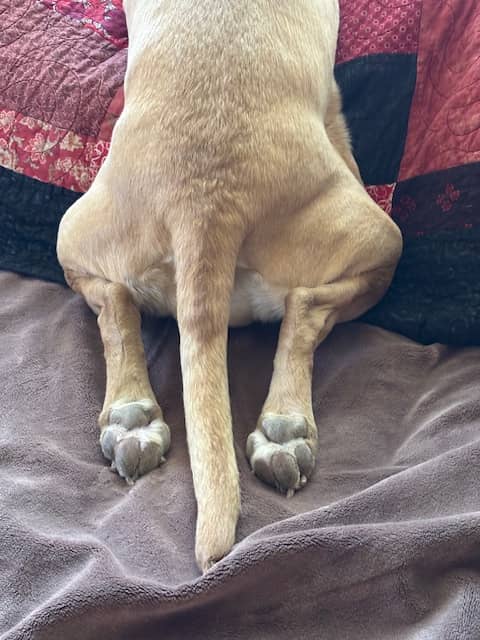 a blond dog's rump, tail, and feet.