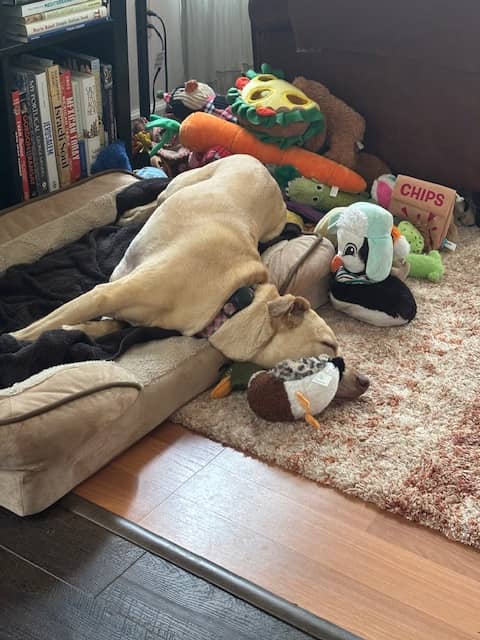 a blond dog laying at an odd angle on a dog bed with 1,000 dog toys