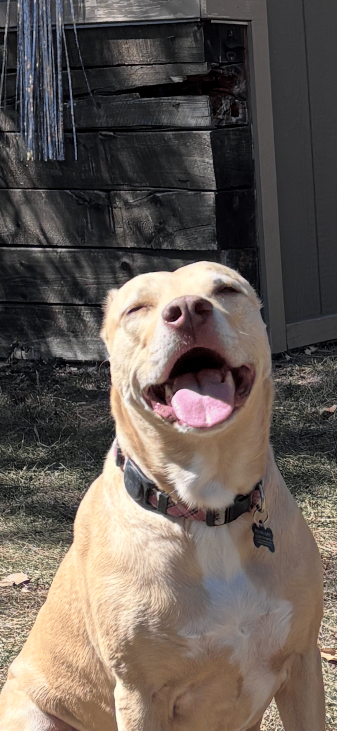 A blond dog smiling with her tongue out.