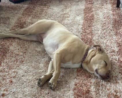 a beautiful pittie mix laying on an ugly rug