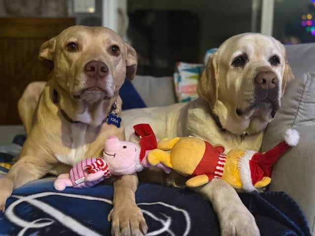 Two blond dogs with pink noses and Pooh and Piglet toys.