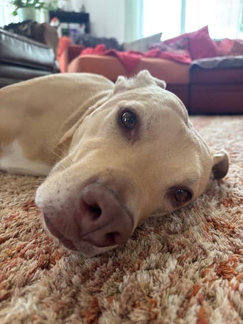 a beautiful pittie mix close up.