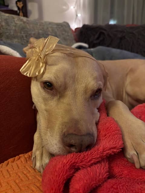 A blond dog with a golden bow lays on an orange blanket
