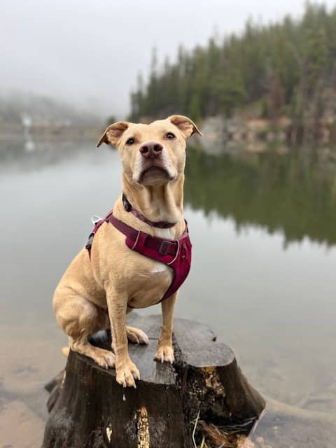 A blond dog sitting on a tree stump in front of a lake.