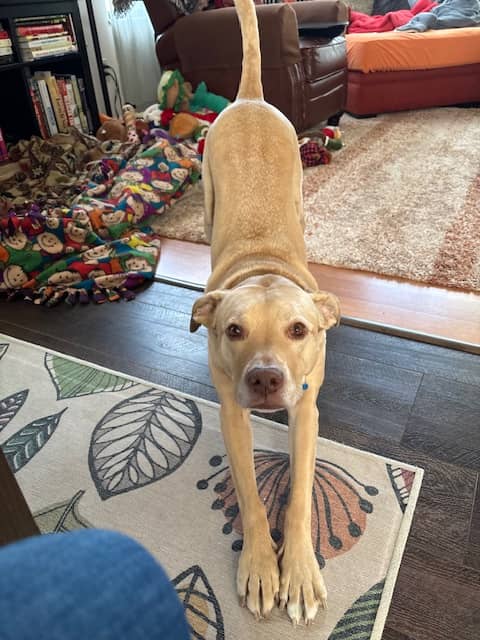 Blond dog in a downward dog style stretch