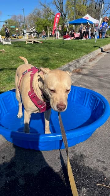 A blond dog in a blue kiddie pool