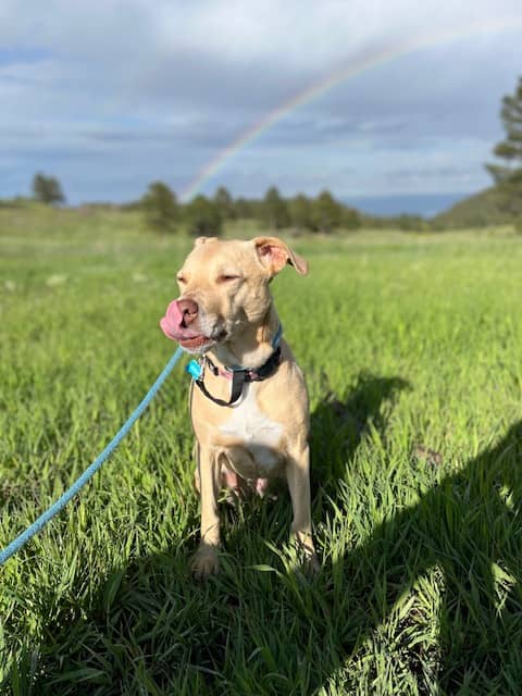 A blond dog sitting in a green meadow with a rainbow in the background.