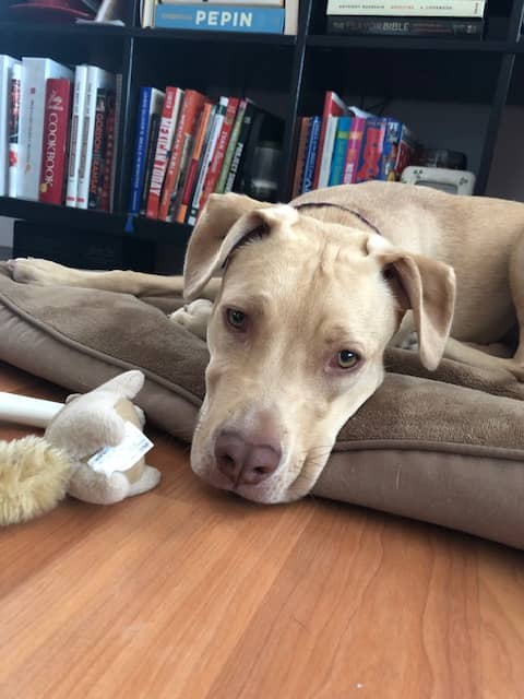blond pit bull mix puppy