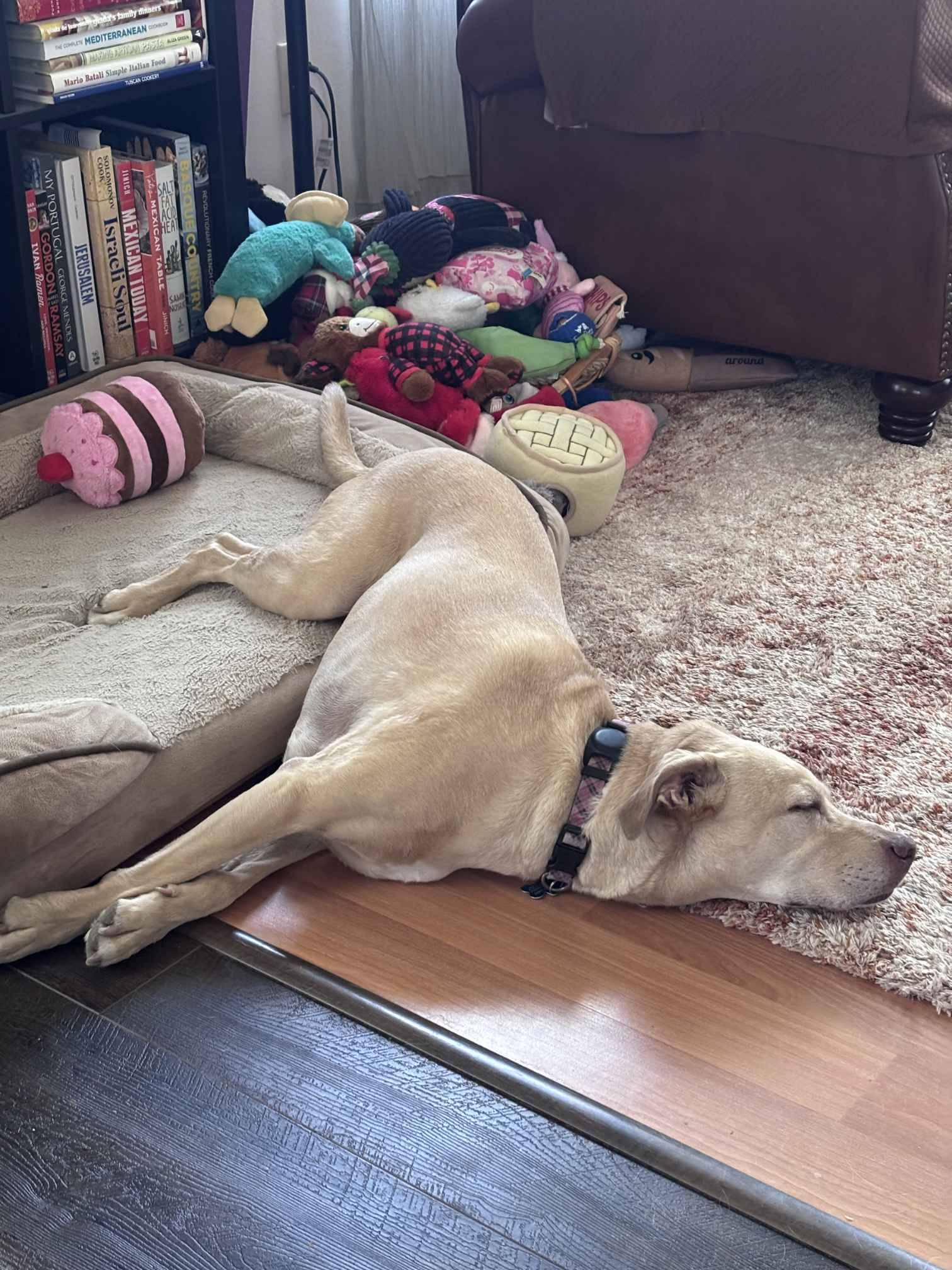 A blond dog oozing off of a dog bed with a mountain of dog toys behind her.