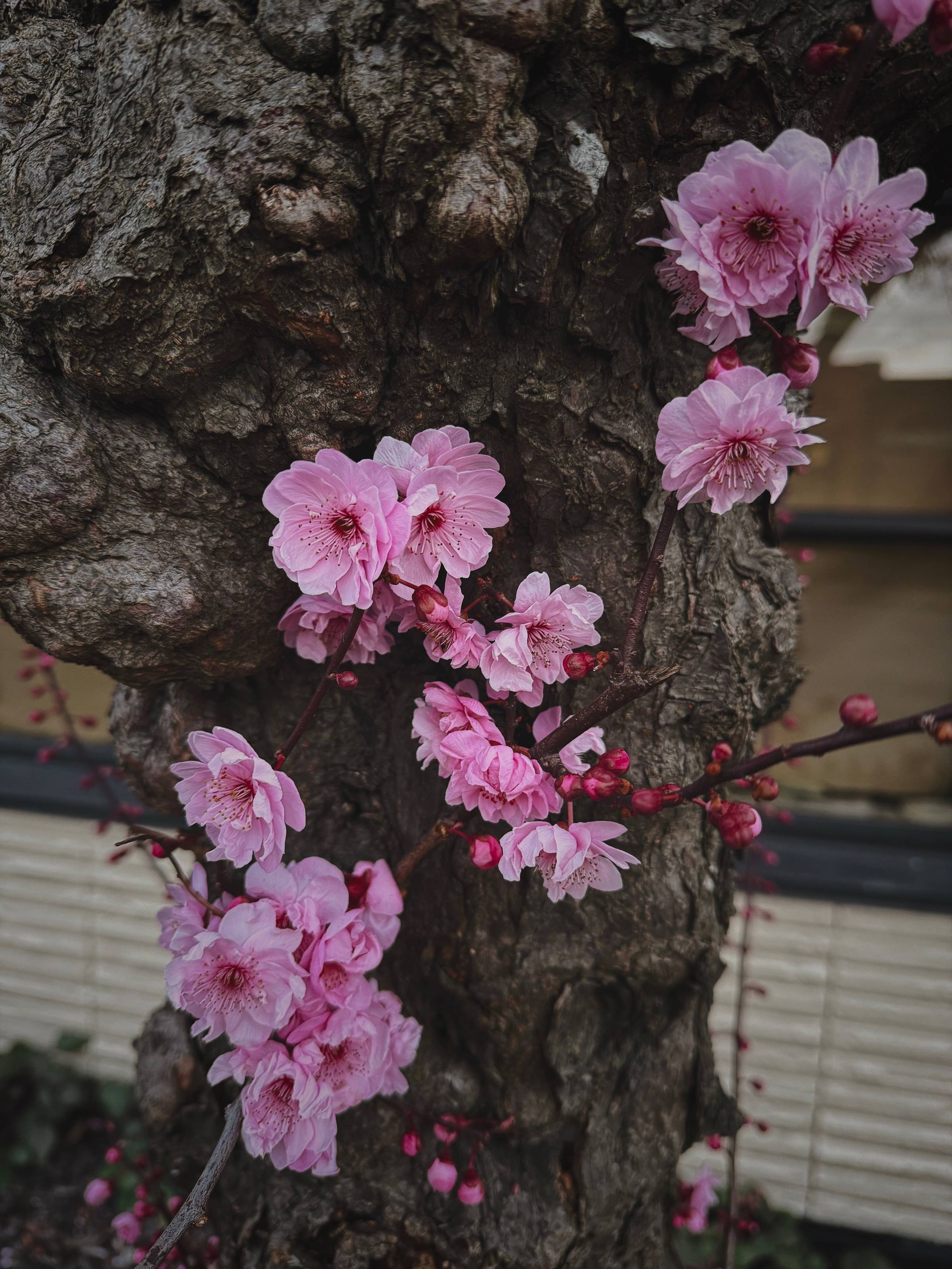 early cherry blossoms on a tree