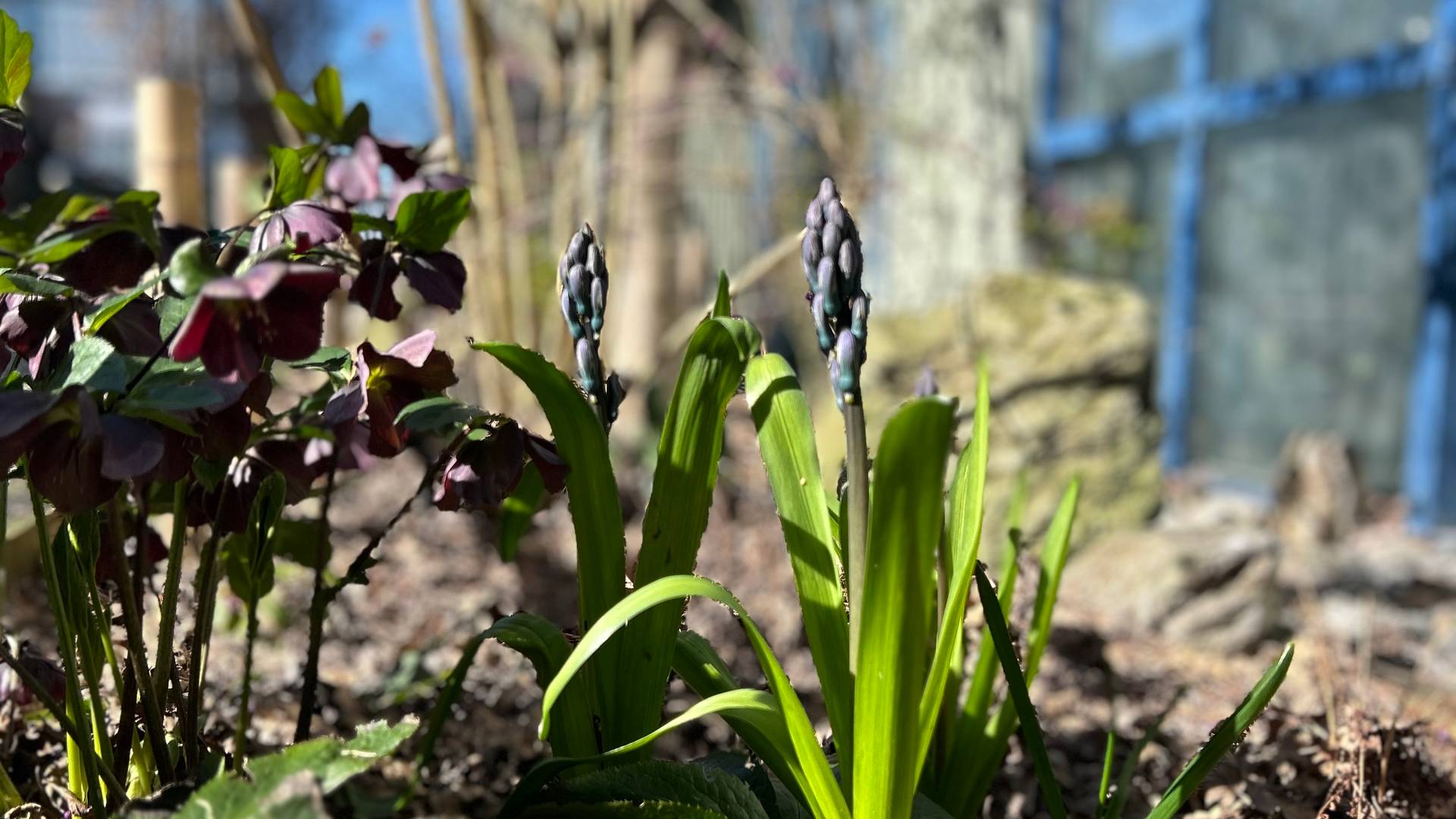 spring bulb growing out of the ground in the sun