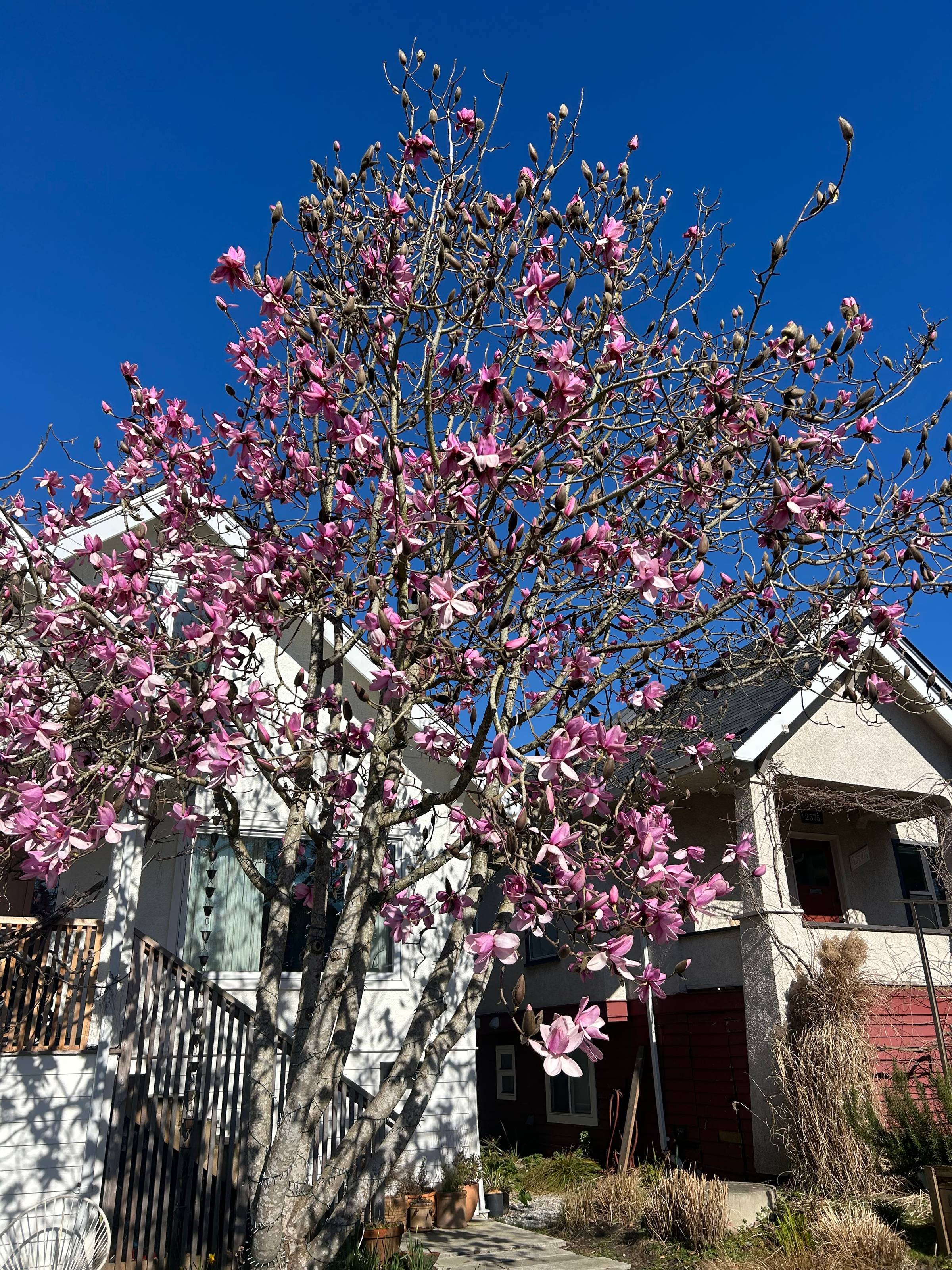 magnolia tree in bloom in front of a house