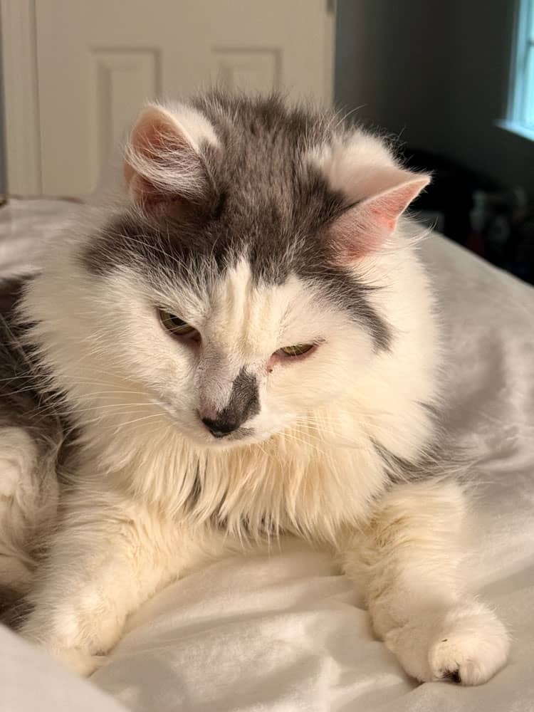 grumpy cat