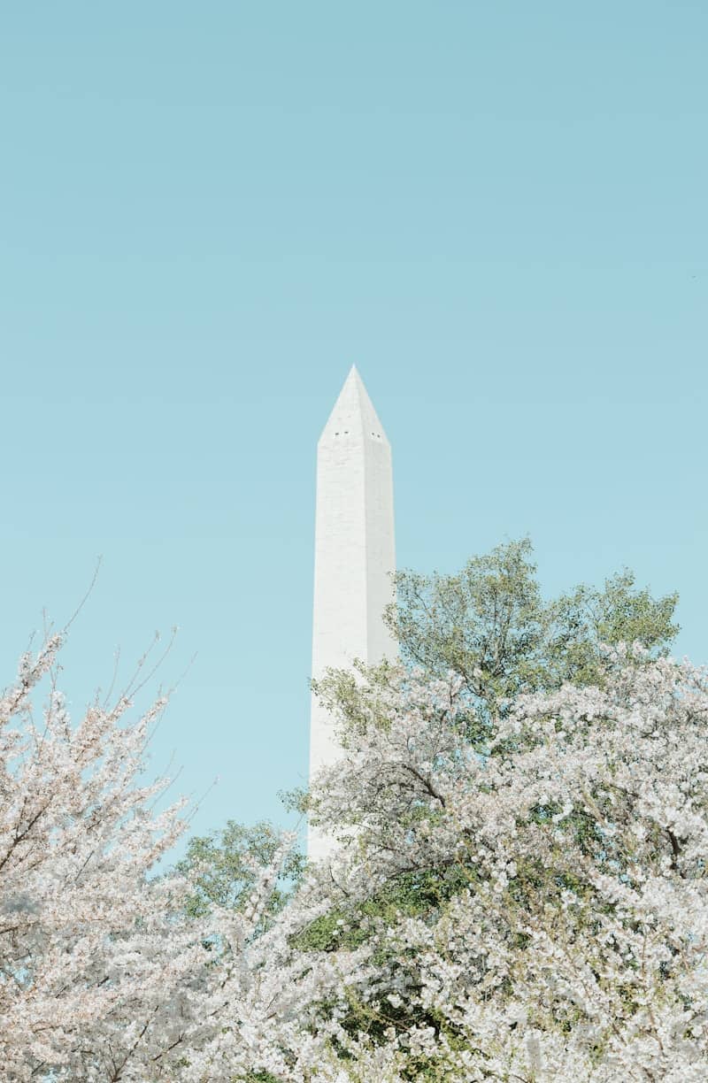 Washington monument surrounded by blooming cherry blossoms