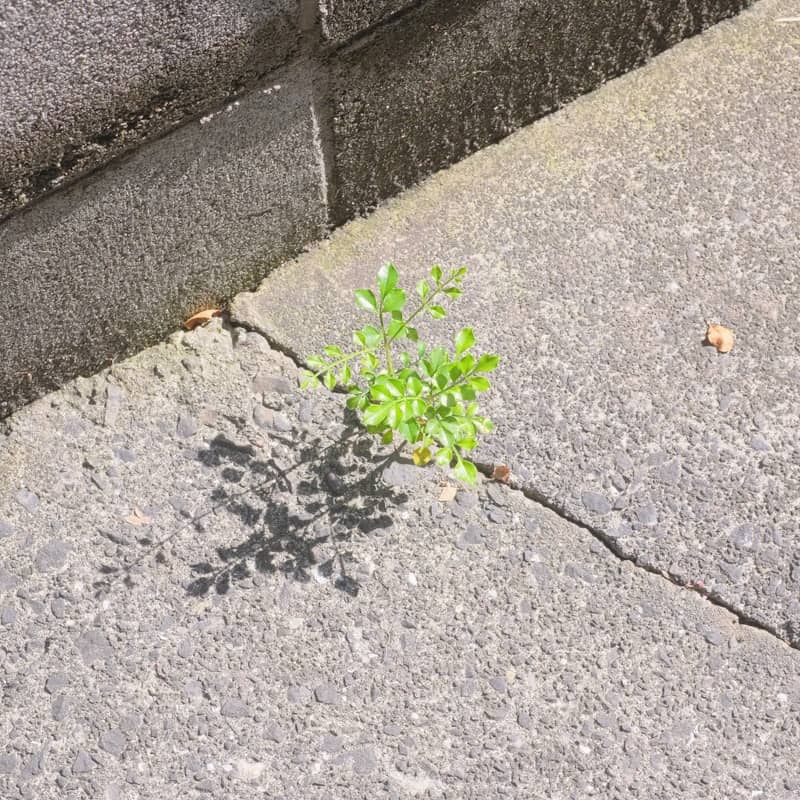 A small green plant grows from a crack in concrete.