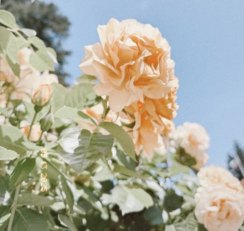 Pretty, peach-colored roses bloom under a blue sky.