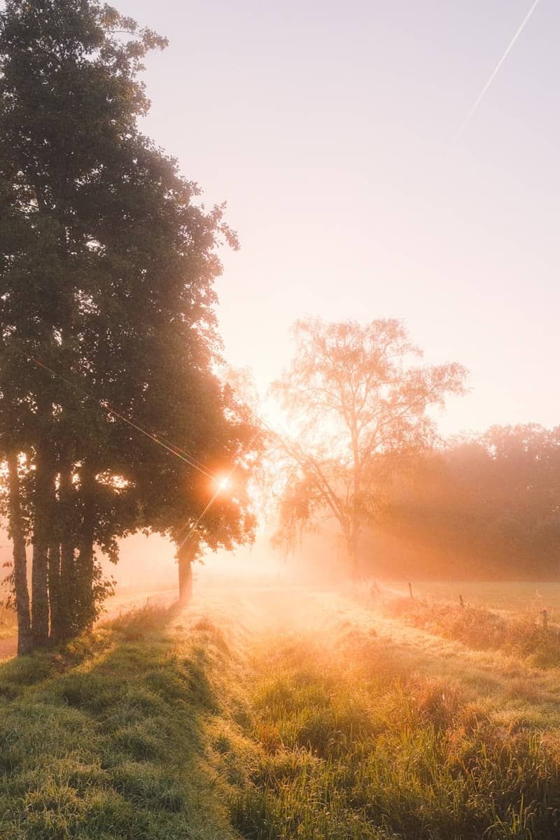 The sun shines through the trees on a foggy day