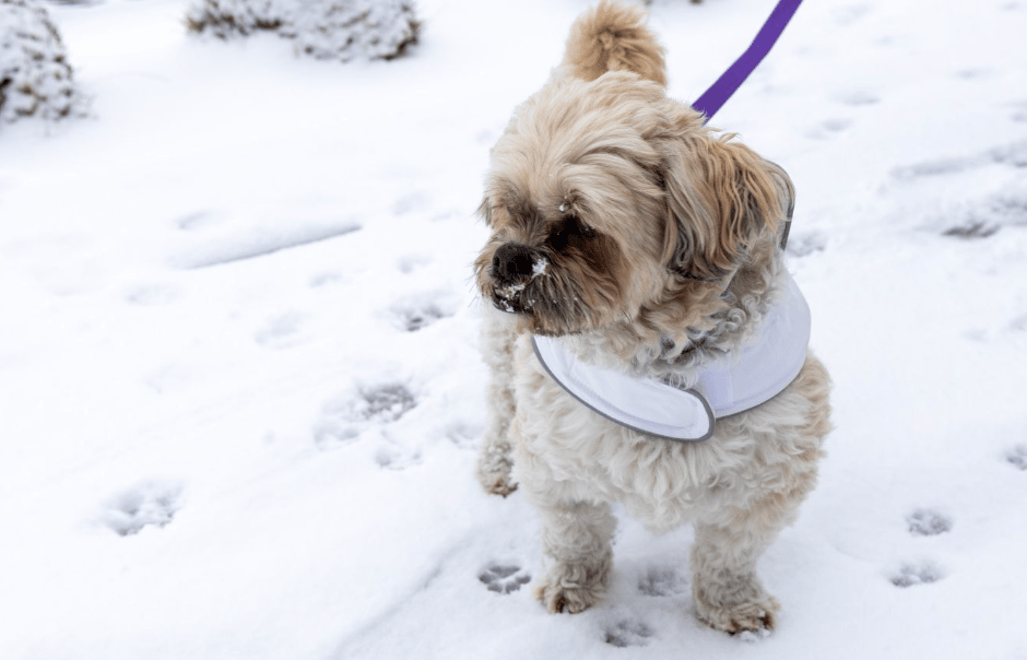 A cute little dog standing in the snow