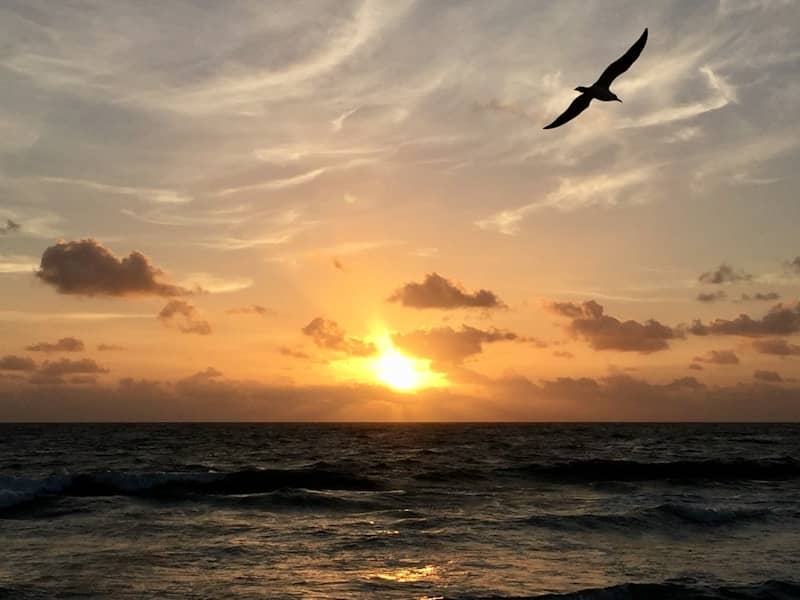 a bird flying over the ocean at sunset