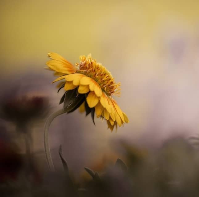 A single yellow flower with a soft, blurred background