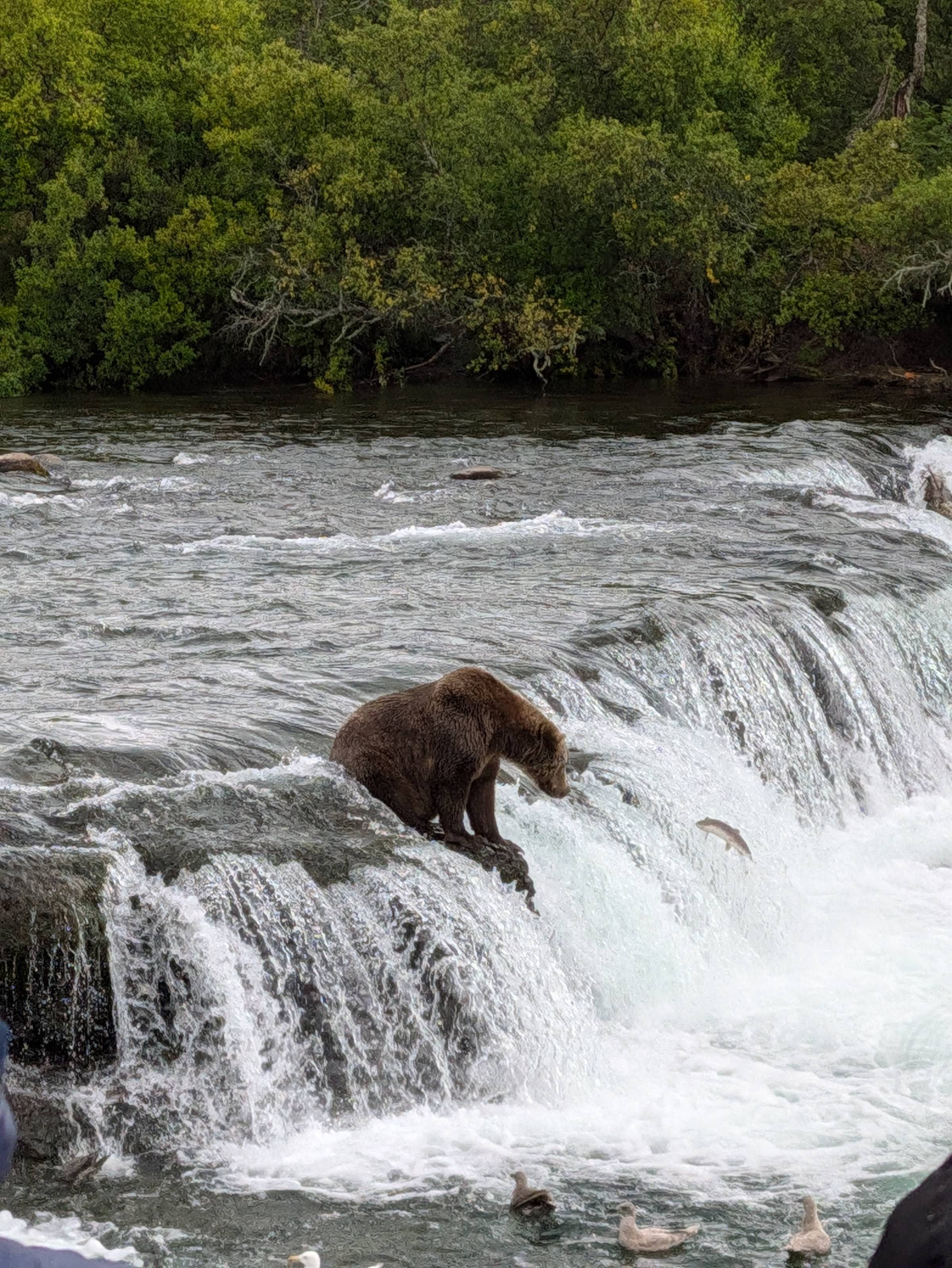 A salmon jumping at a bear. We called this bear big bootie bertha