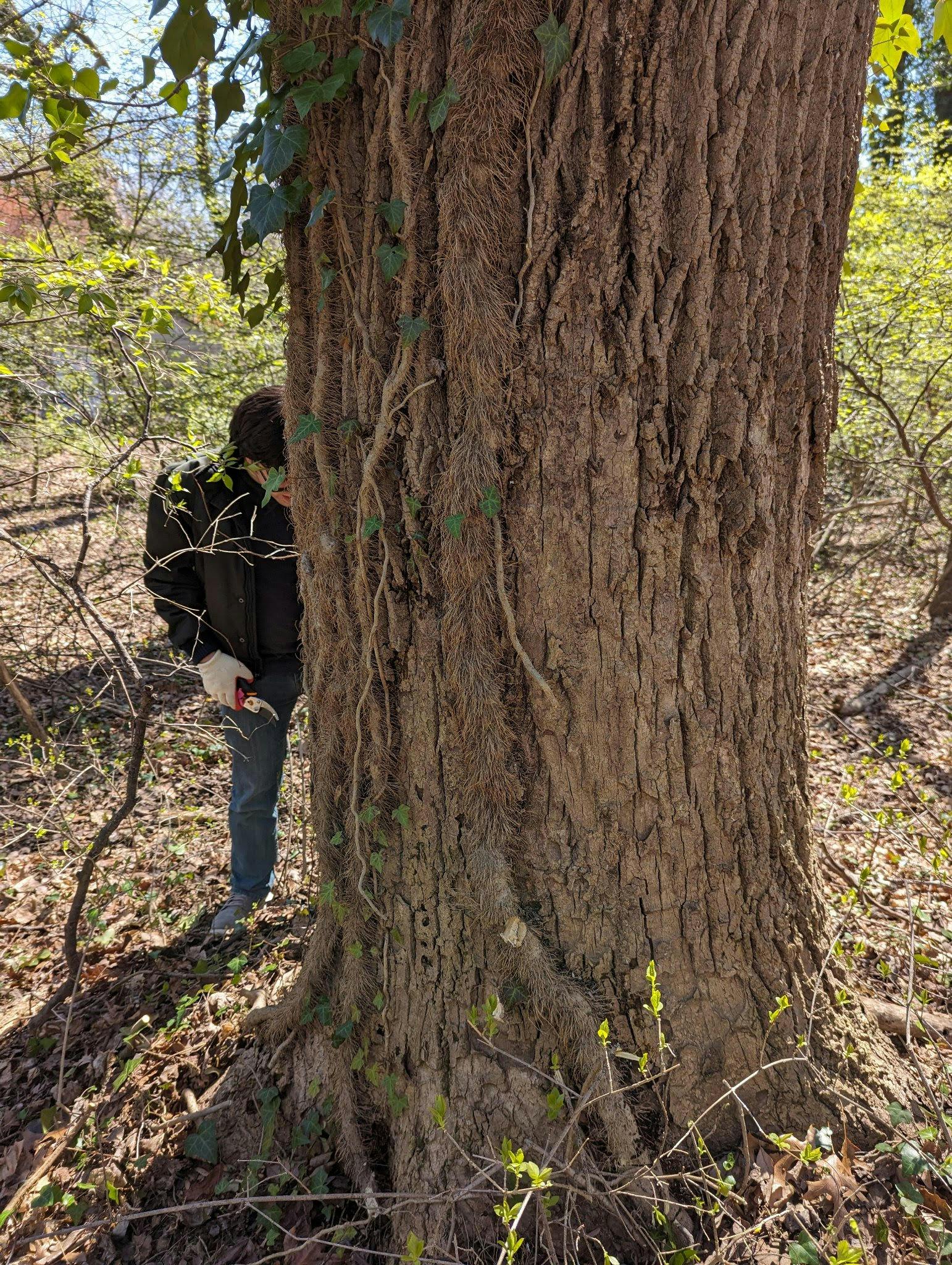 Cutting ivy to save a tree