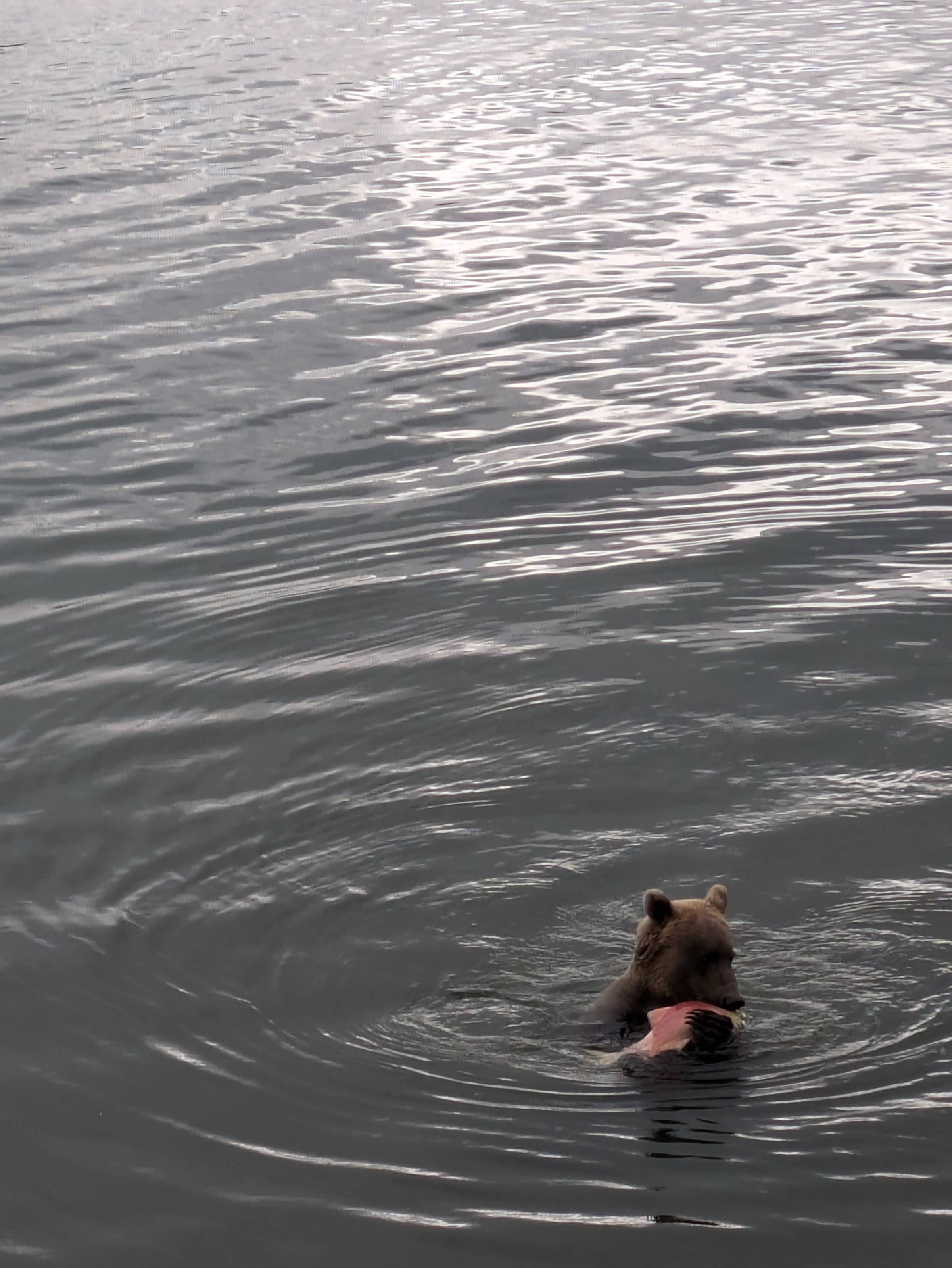 a bear eating salmon. Floatie Boatie Original