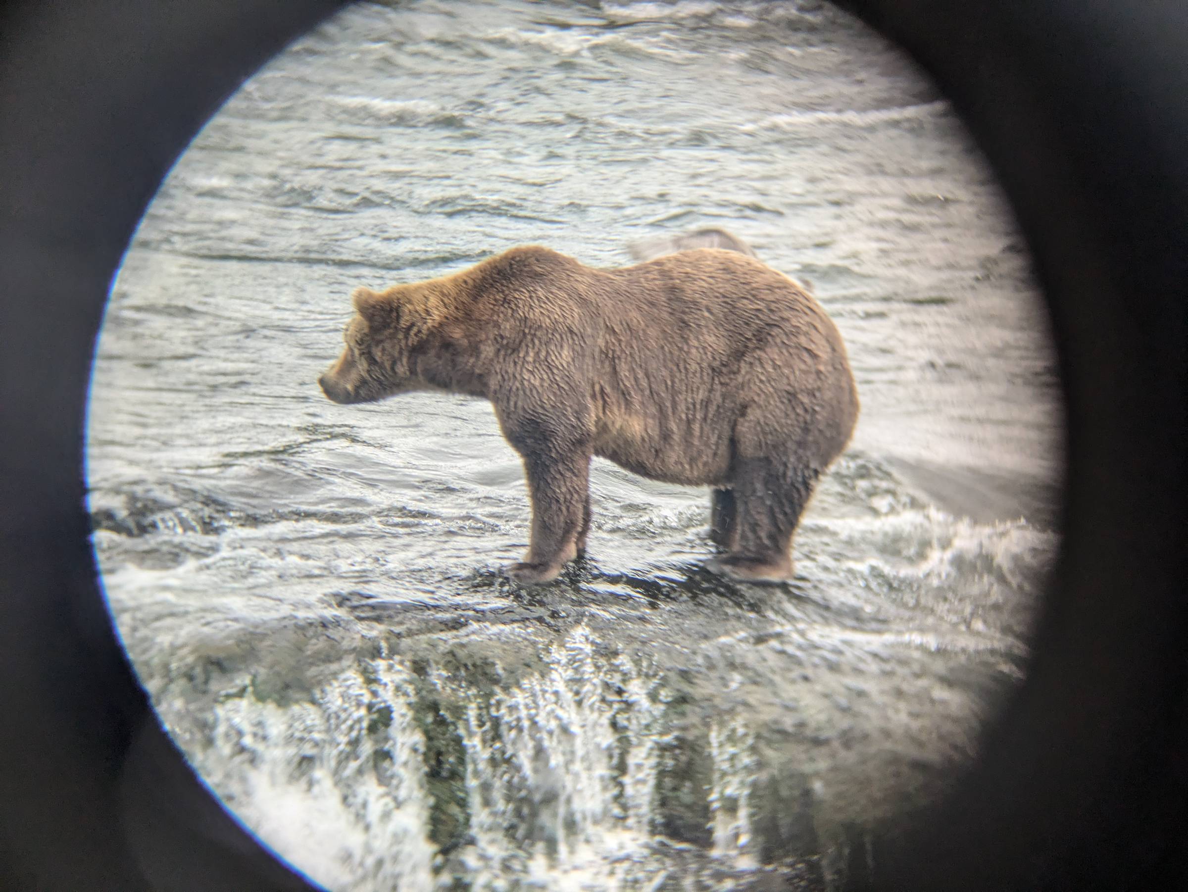 a bear framed in a binocular lens