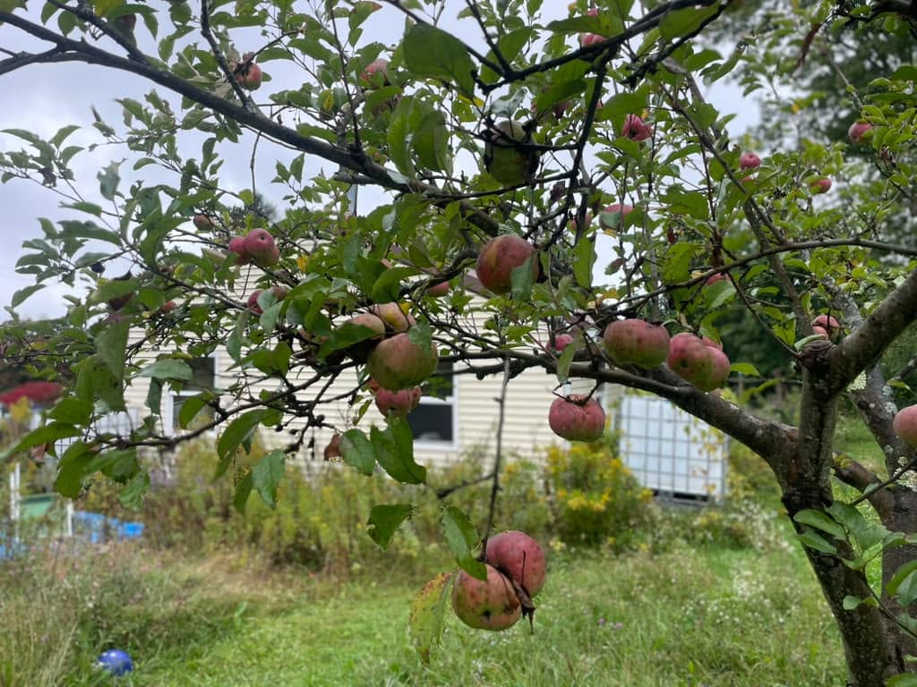 An apple tree with branches spread wide, laden with small red and green apples. A white clapboard building — the Maple Studio — is visible through the branches in the background. Overcast sky, late summer garden below.