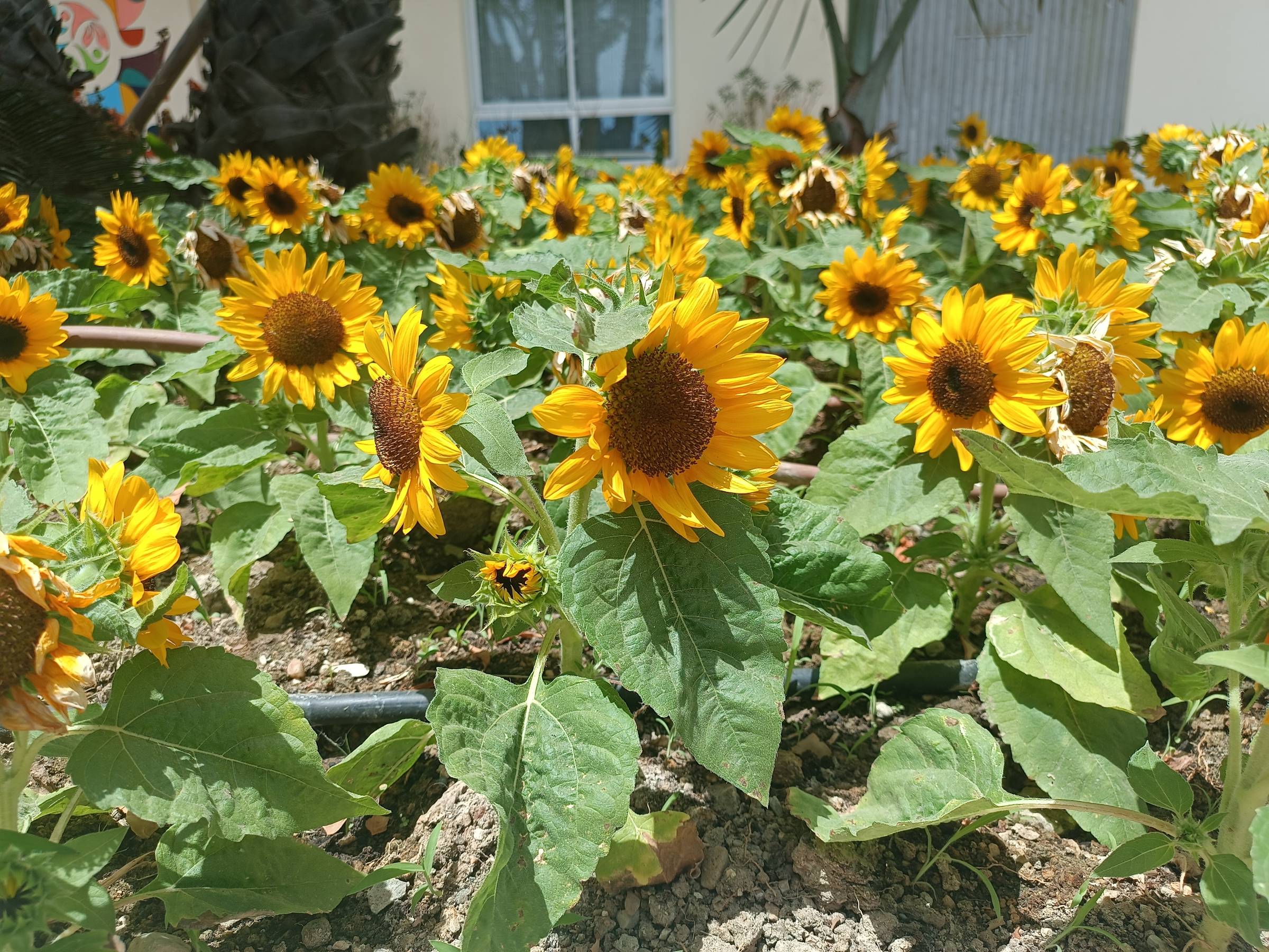 Sunflowers in Estepona, Spain, July 2026
