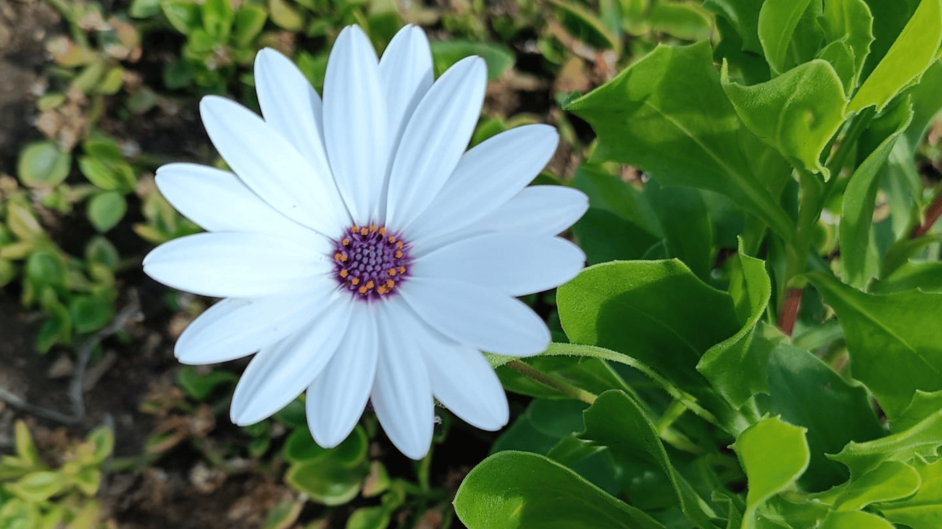  a bright white radial flower amidst the garden bed 
