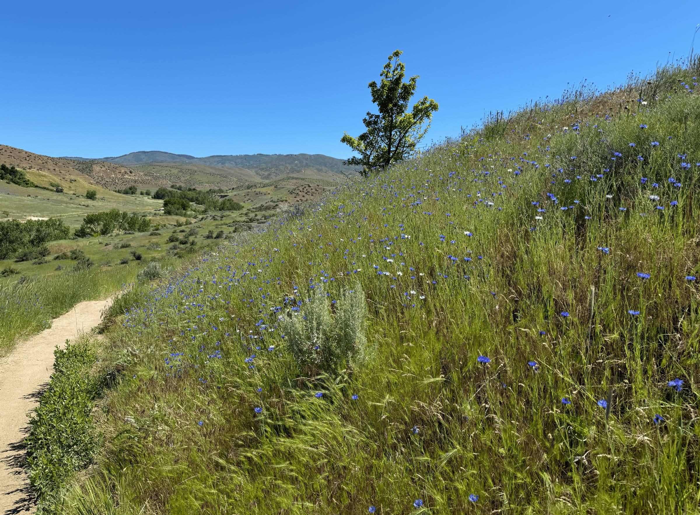 The blooming hills of Boise