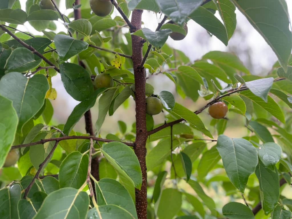 Close-up of a young persimmon tree trunk and branches, with small round fruits — most still green, one turning orange — nestled among broad, deep green leaves glistening with rain.