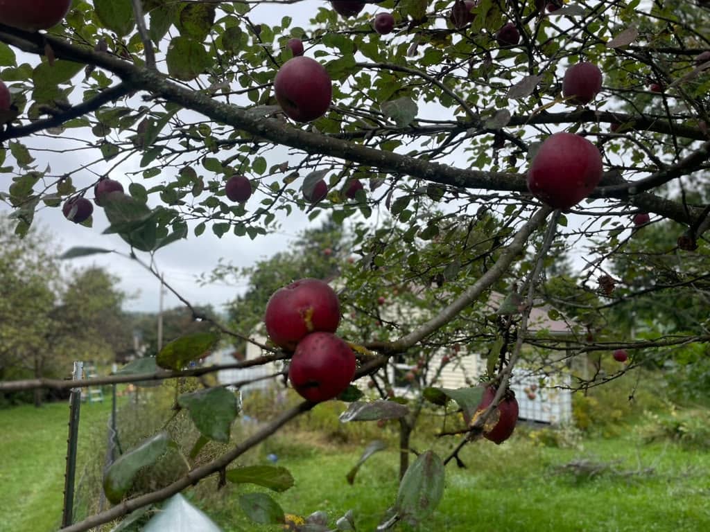 Apple tree branches bowing under the weight of clusters of deep red apples. The branches spread across the frame against an overcast sky, with a green lawn and garden structures visible below.