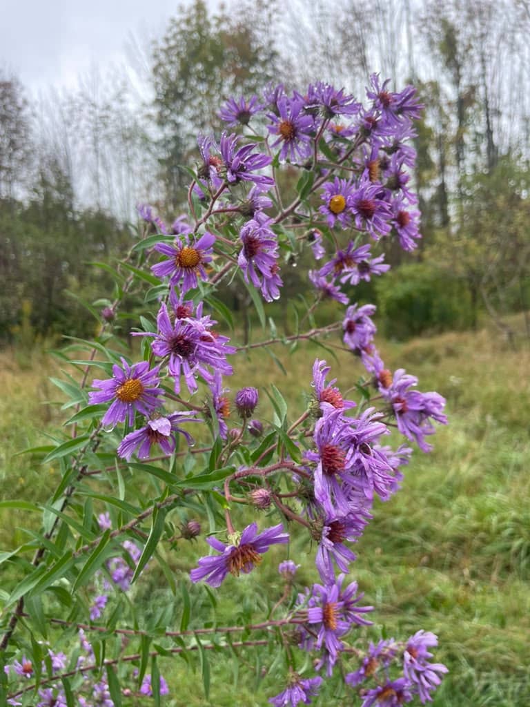 A cluster of New England aster branches in full bloom, covered in purple daisy-like flowers with golden-orange centers. Raindrops are visible on the petals. A meadow and bare-limbed trees are softly blurred in the background.
