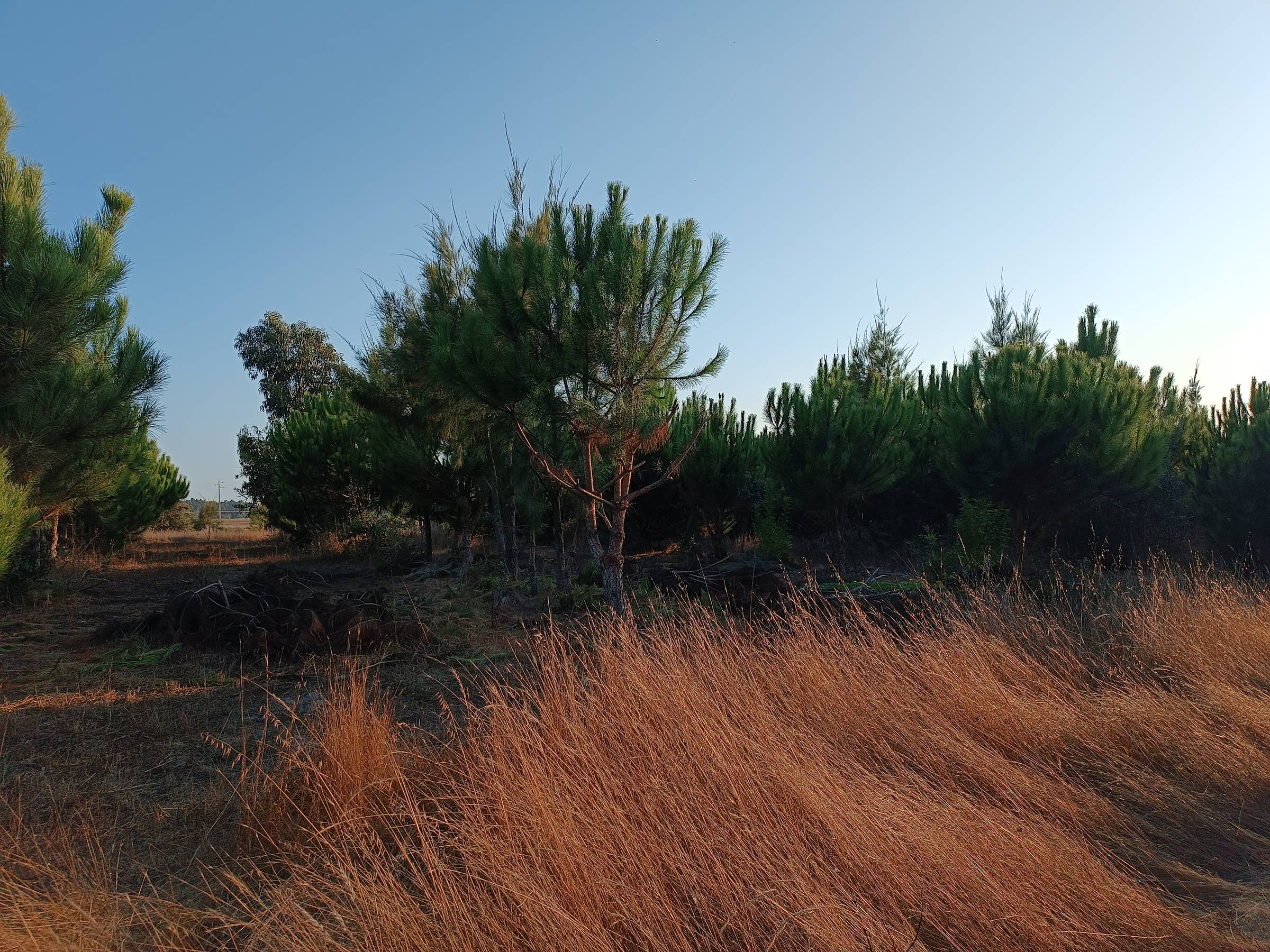 Golden fields of the Alentejo. Rolling farmland and scattered trees.