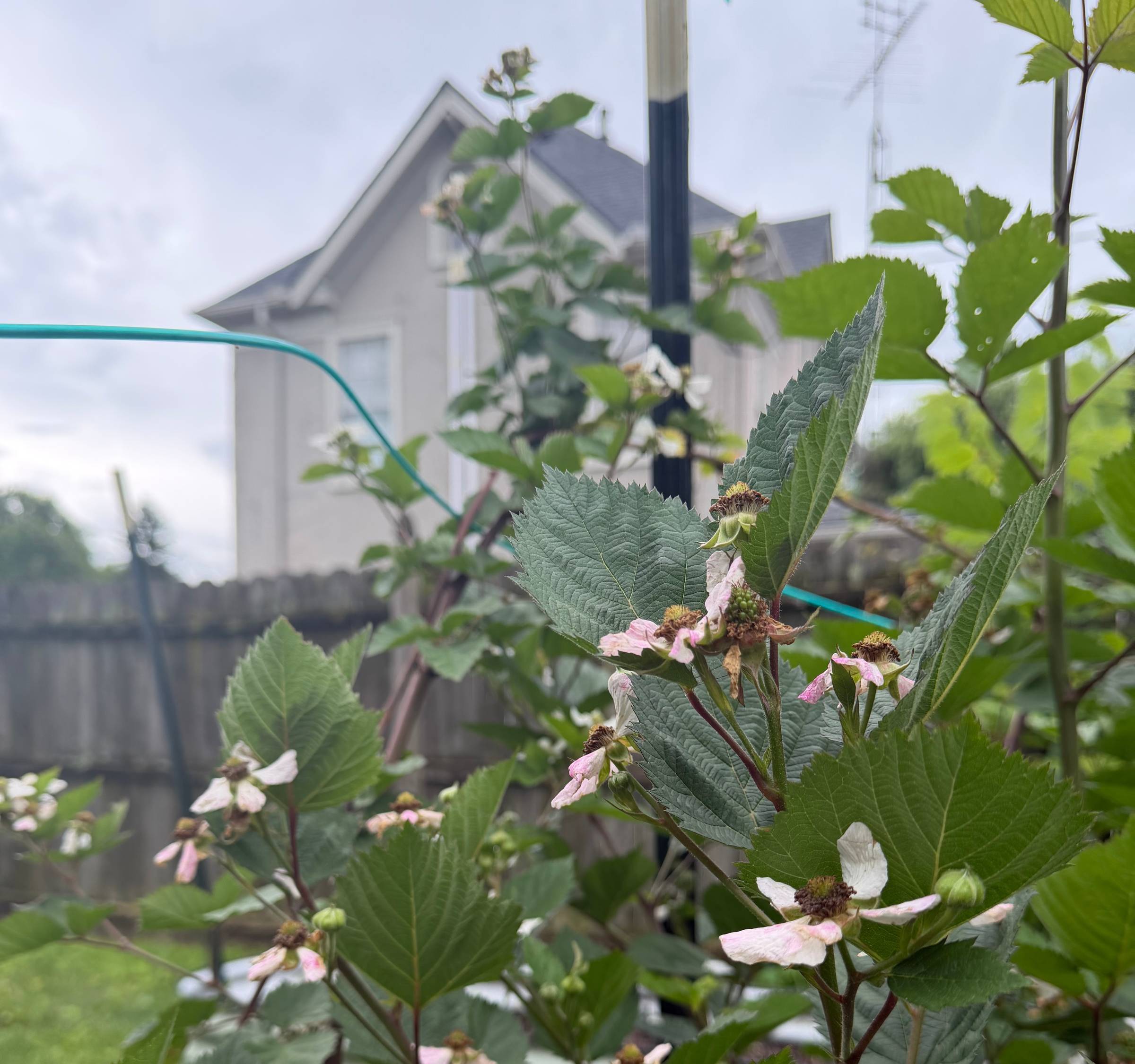 A blackberry bush in my garden