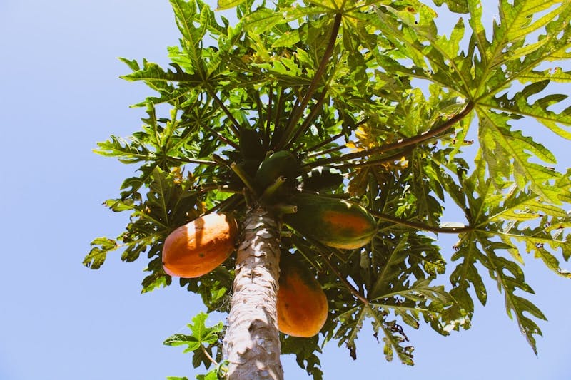 green and brown tree with fruits