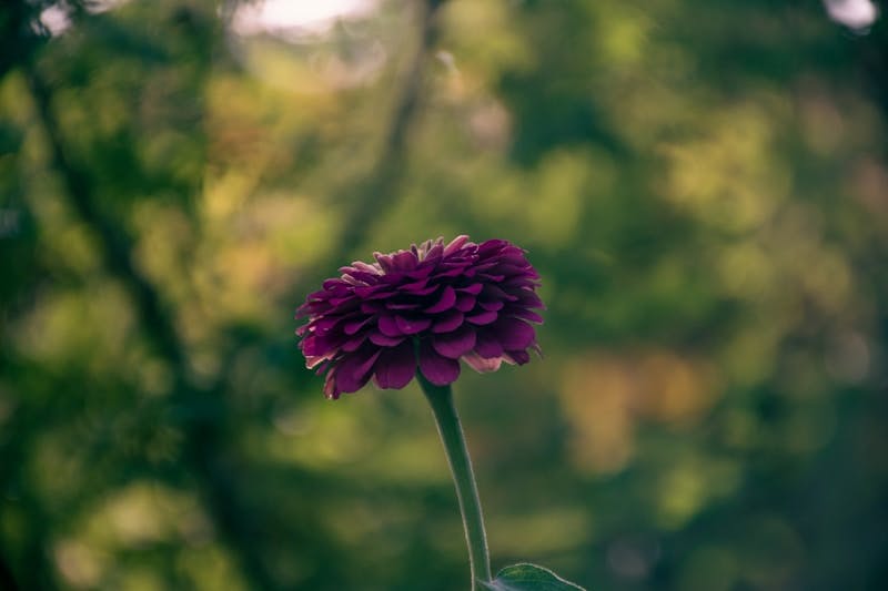 A purple flower in a vase with a blurry background