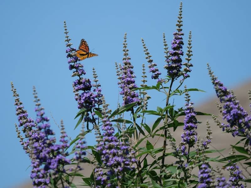Monarch butterfly on purple flowers with a clear blue sky.