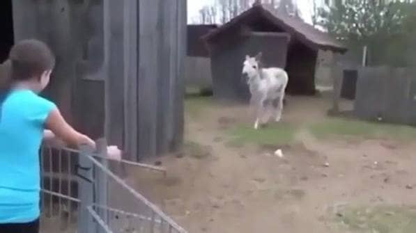 Video of a donkey reuniting with his girl