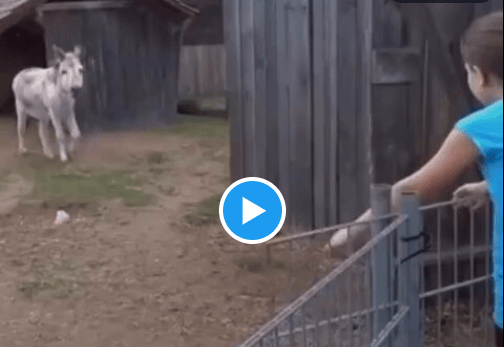A white donkey walking toward a girl in a blue shirt reaching through a gate.