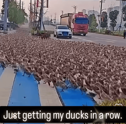 Ducks and rows
