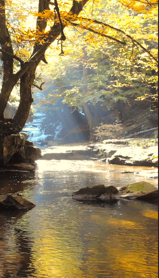 Calm Reset Video - StressLess Life