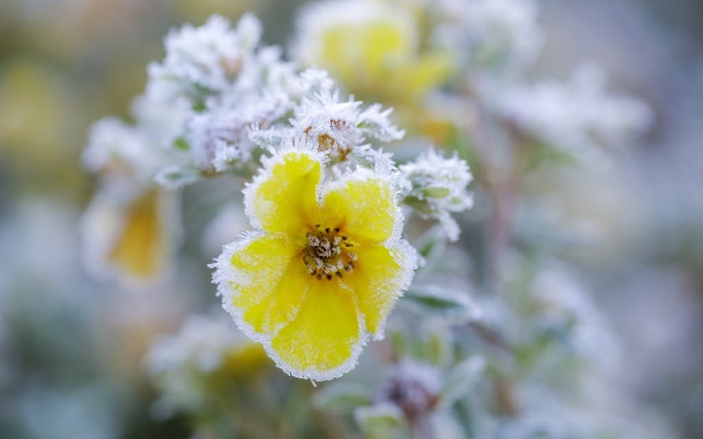 Close up view of flower on bush covered with frost.