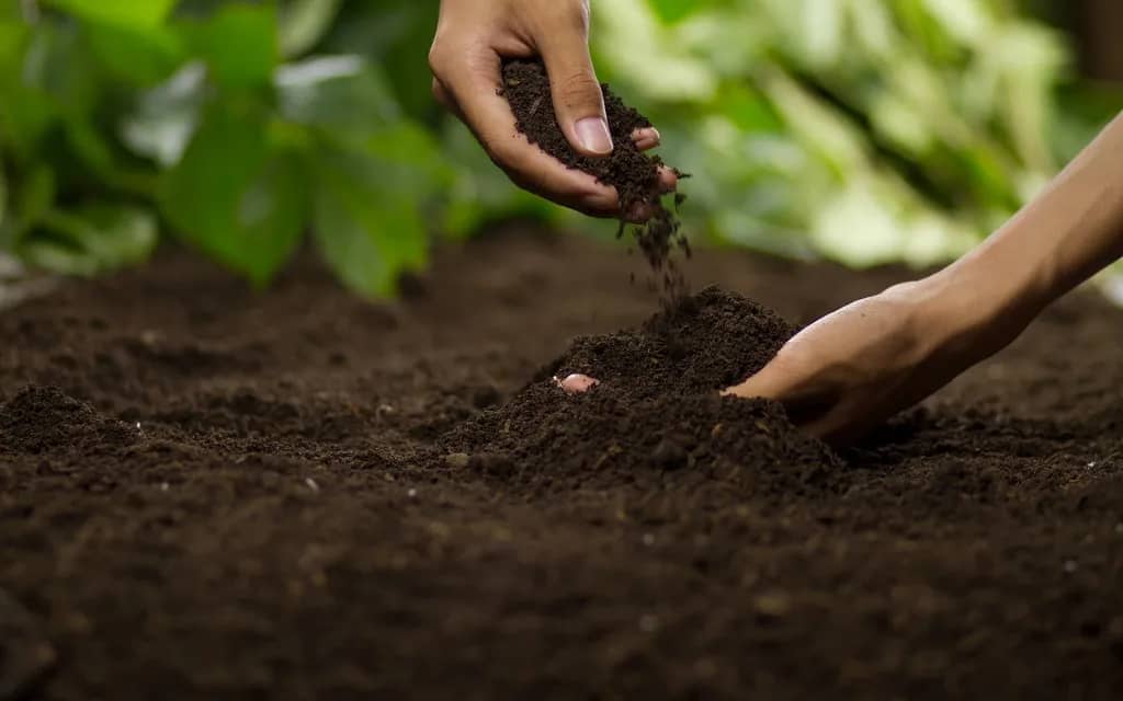 Gardener checking soil quality